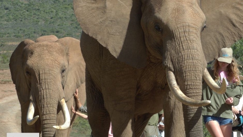 Elephant Interaction Mossel Bay image 6