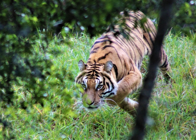 Monkeyland and Jukani Wildlife Sanctuary image 5