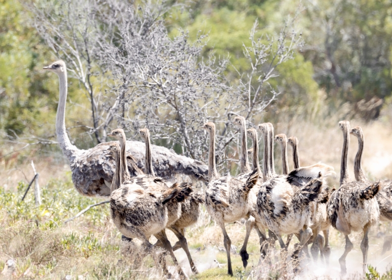 Afternoon Game Drive Yzerfontein image 9