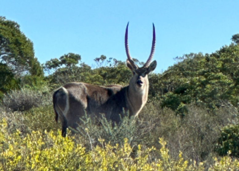 Afternoon Game Drive Yzerfontein image 10