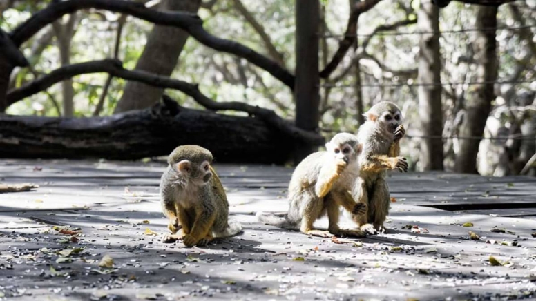 Harties Monkey Sanctuary Feeding Tour image 4