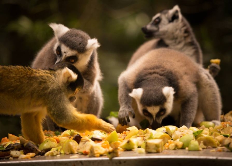 The Hidden Forest Wildlife Sanctuary image 1 The Hidden Forest Wildlife Sanctuary image 1