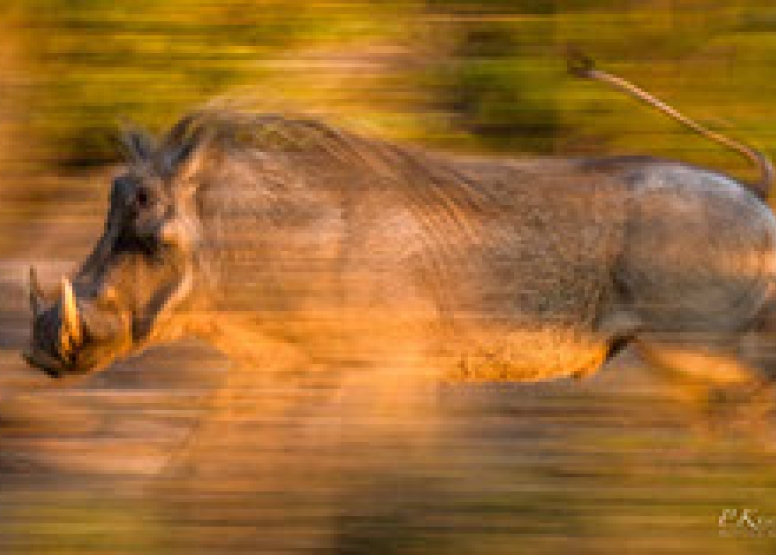 Photographic Full Day Safari - Kruger Park image 7