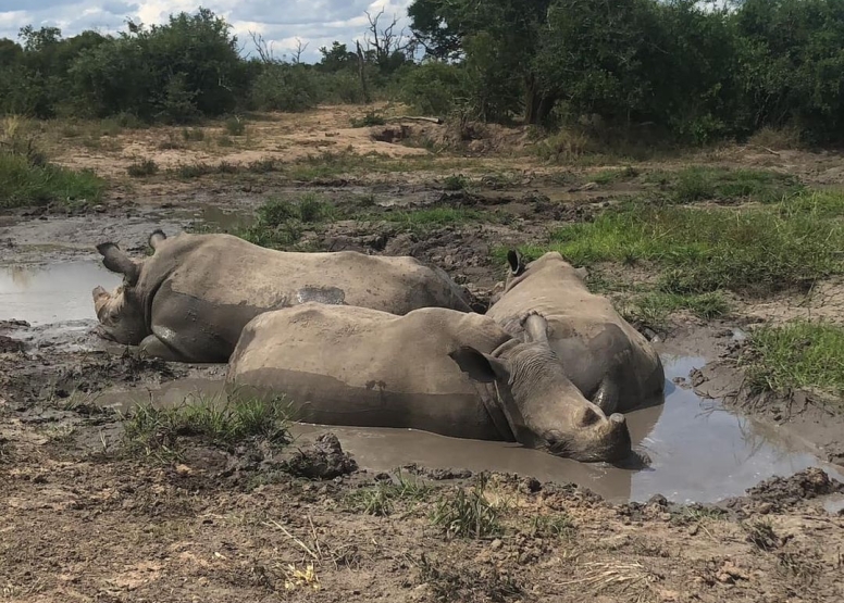 LION SAFARI PACKAGE 3D/2N image 7