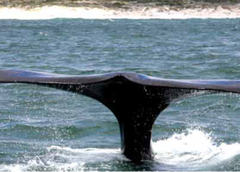 Abseil Shark Cage Diving and Whale Watching Adventure Combo Cape Town image 8