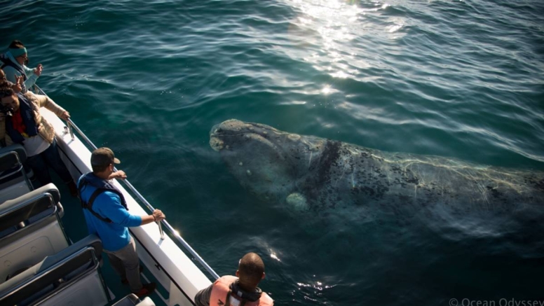Knysna Whale Watching - Close Encounters image 2