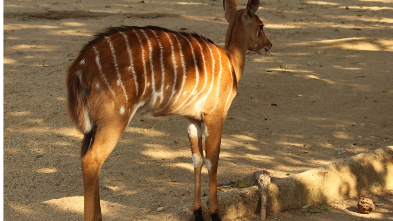 BLyde River Canyon and Moholoholo Wildlife Rehab Centre - 1 Day image 6