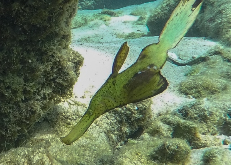 Kosi Aquarium Snorkeling Adventure image 2