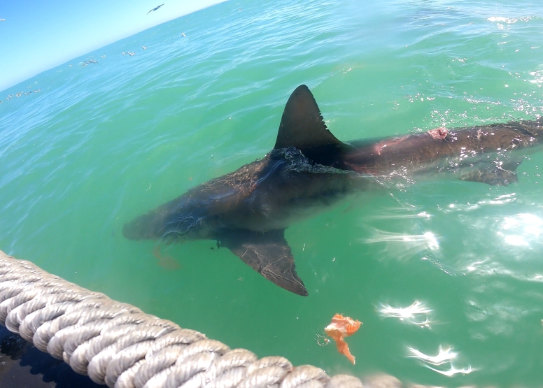 Abseil Shark Cage Diving and Whale Watching Adventure Combo Cape Town image 7