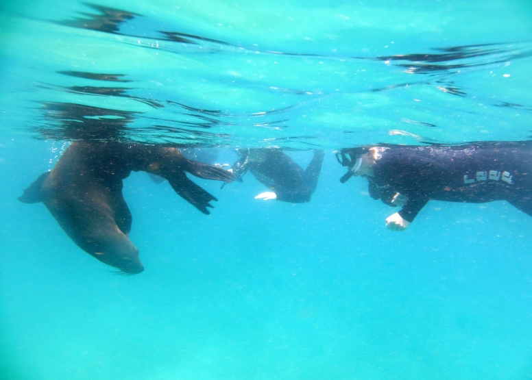 Swim with Seals image 6