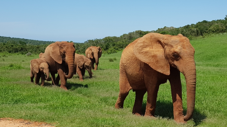 Xclusive Full Day Addo National Park Safari image 4