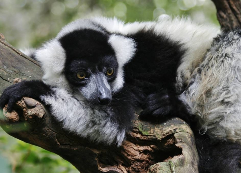 Harties Monkey Sanctuary Feeding Tour image 8