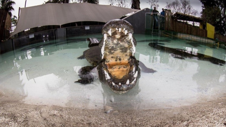 Crocodile Cage Dive image 3