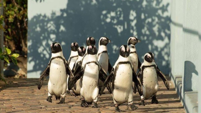 Meet the Penguins image 1