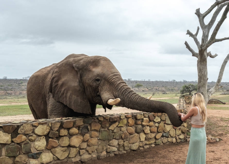Elephant Moments at Jabulani Safari image 8