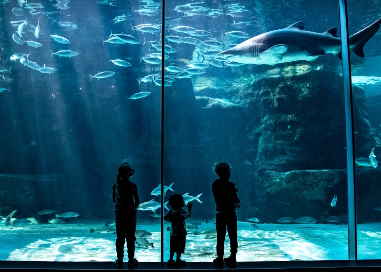 Two Oceans Aquarium Day Visit image 15