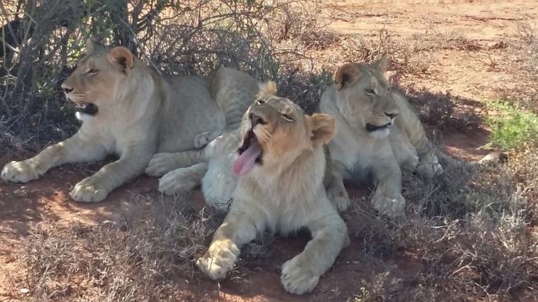 Lion Feeding Experience image 1