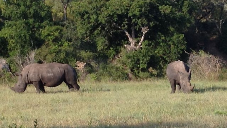 Rhino 4 day safari image 4