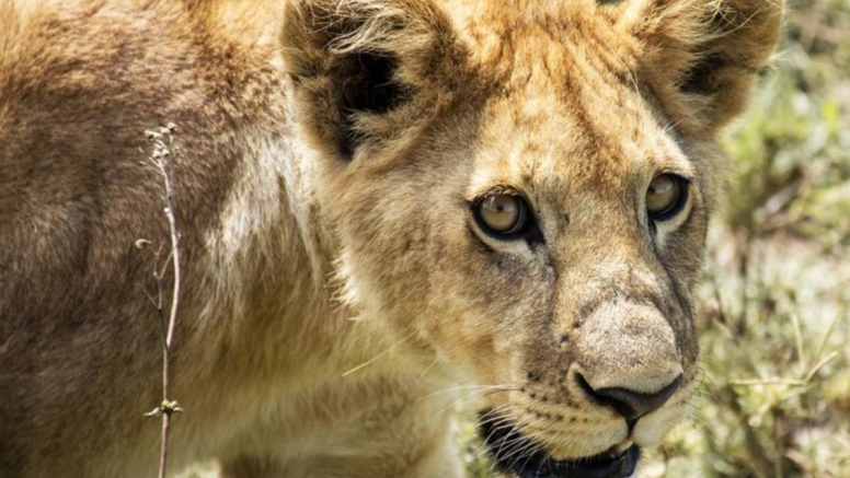 3 Hour Kruger Game Drive image 10
