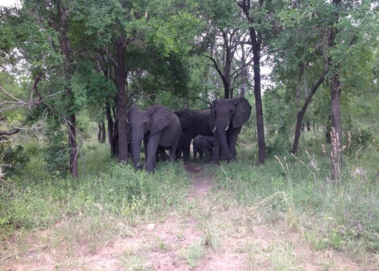 Elephant Tour image 4