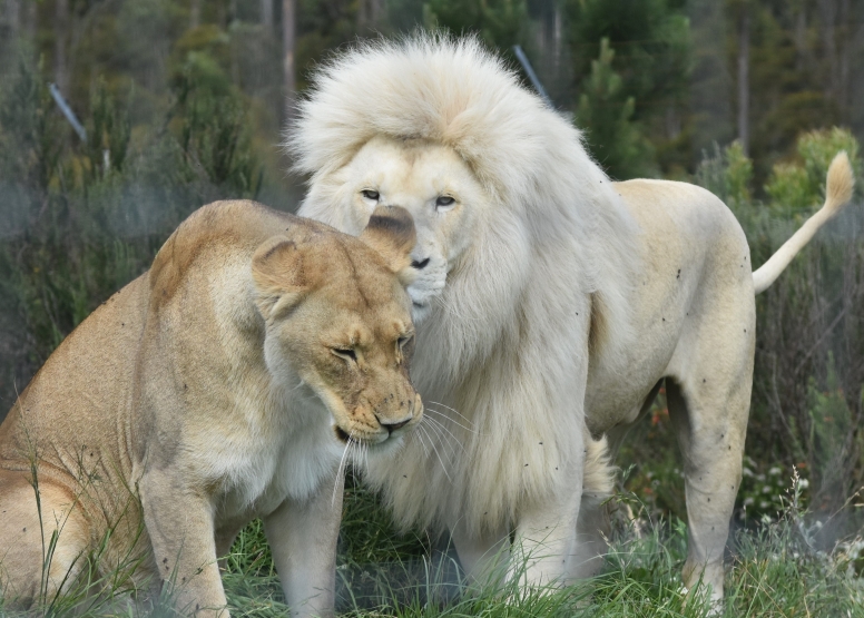 Forest and Fur at Tenikwa image 1