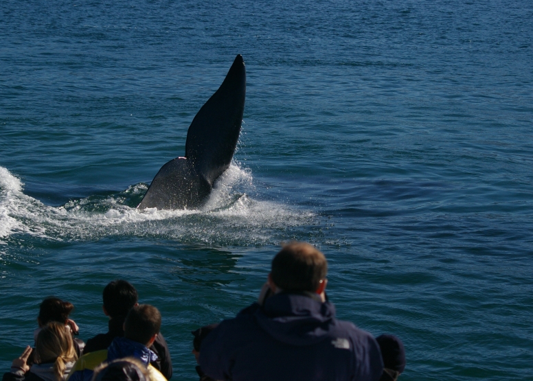 Hermanus Whale Watching with Southern Right Charters image 7