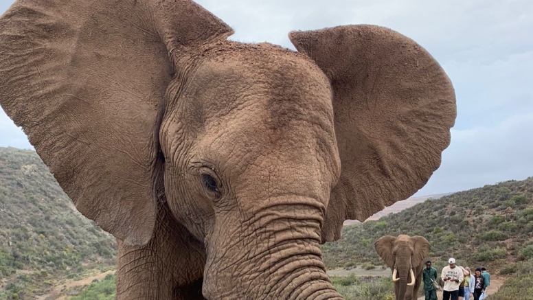 Elephant Interaction Mossel Bay image 7