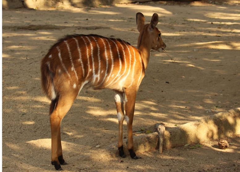 BLyde River Canyon and Moholoholo Wildlife Rehab Centre - 1 Day image 6