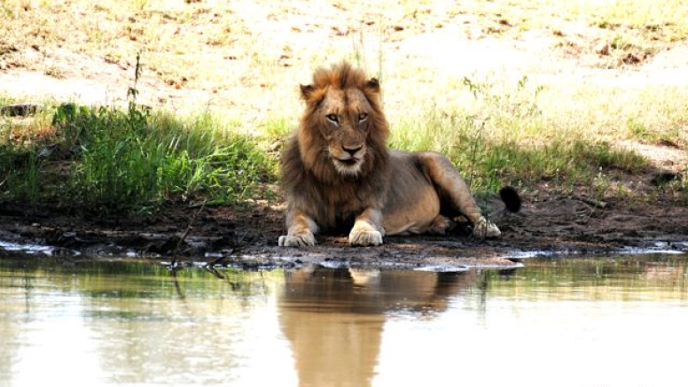 Lion King Tour image 4