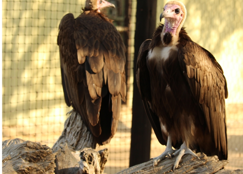 BLyde River Canyon and Moholoholo Wildlife Rehab Centre - 1 Day image 7