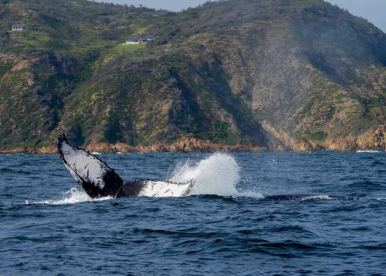 Knysna Whale Watching - Close Encounters image 5