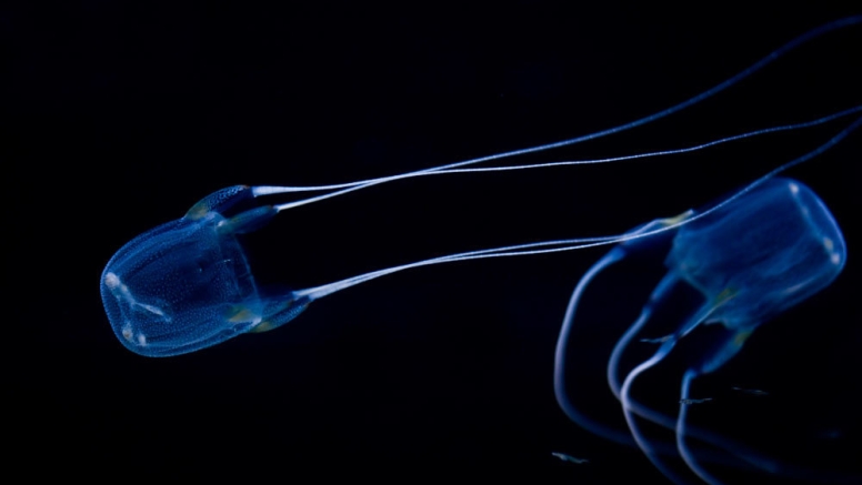 Two Oceans Aquarium Day Visit image 6