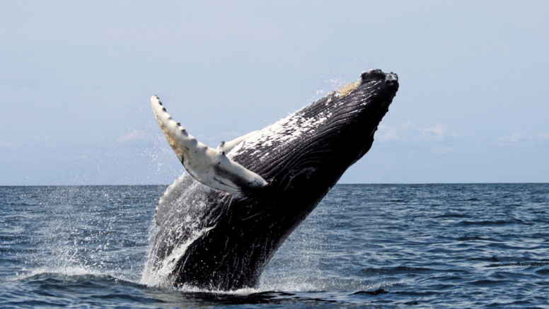 Whale and dolphin watching tour image 1
