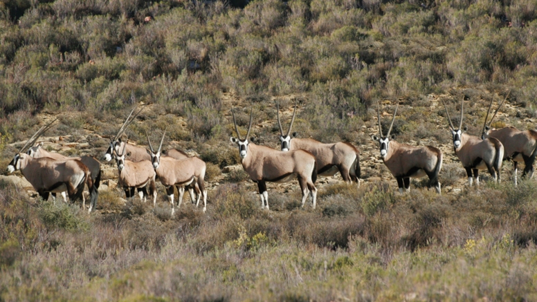 Horseback Safari image 2