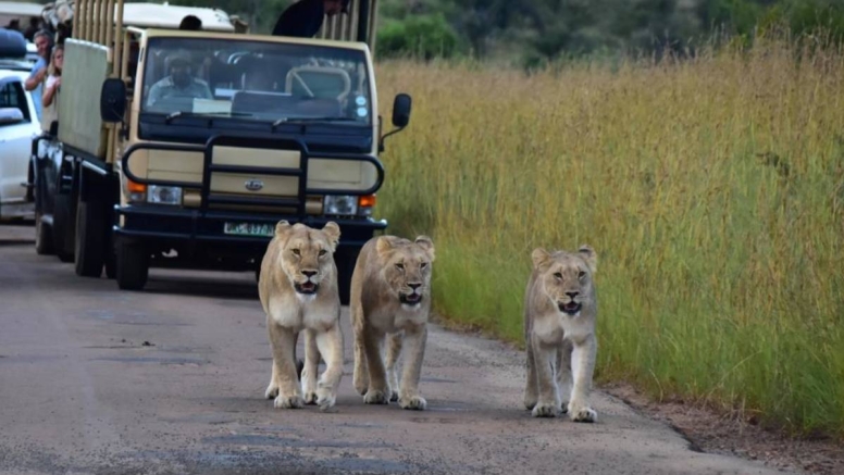 Scheduled Game Drive Manyane Gate Pilanesberg Game Reserve image 3