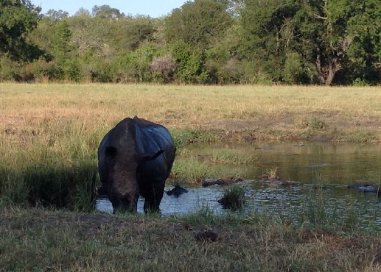 Rhino 4 day safari image 6