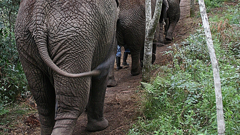 Trunk-in-Hand Elephant Tour image 5