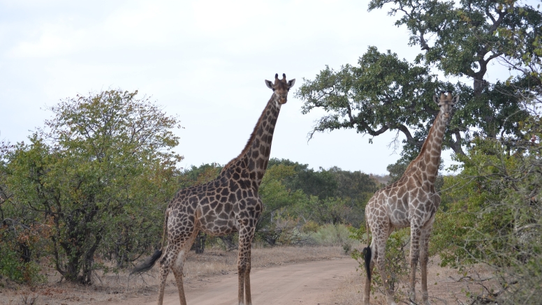 LION SAFARI PACKAGE 3D/2N image 8