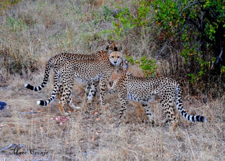 Full Day Kruger National Park Safari image 3