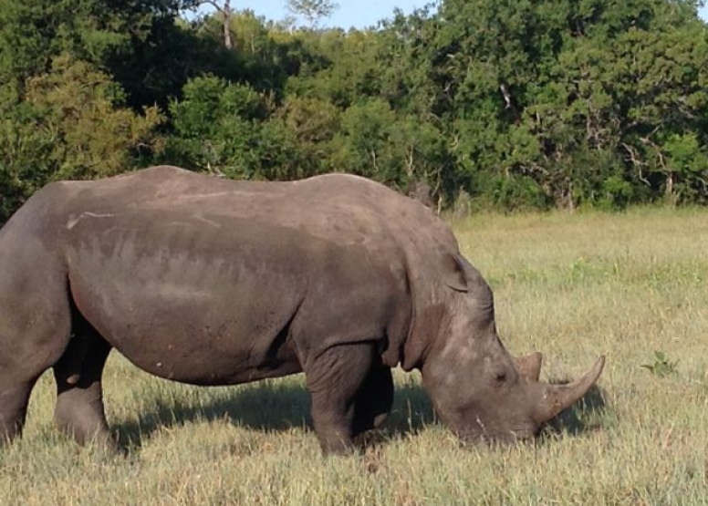 Rhino 4 day safari image 5