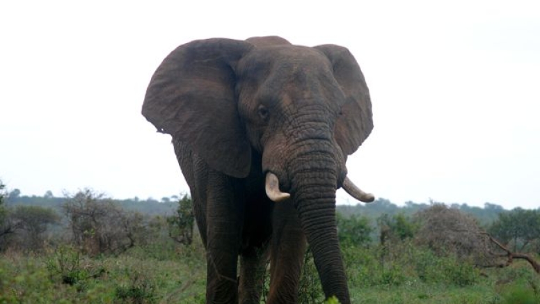 Elephant Tour image 2