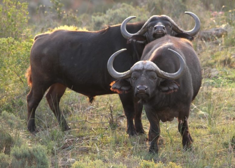 GAME DRIVE SUNRISE / SUNDOWNER image 12