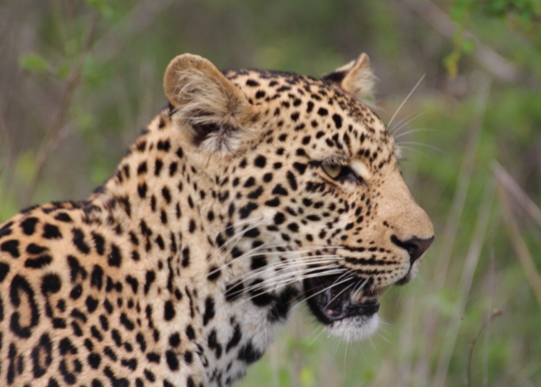 5 Day Discover The Kruger Park image 4