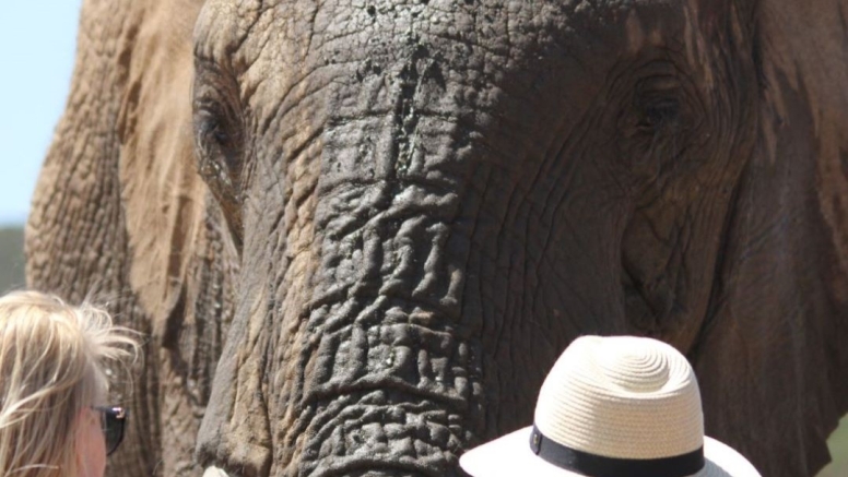 Elephant Interaction Mossel Bay image 9