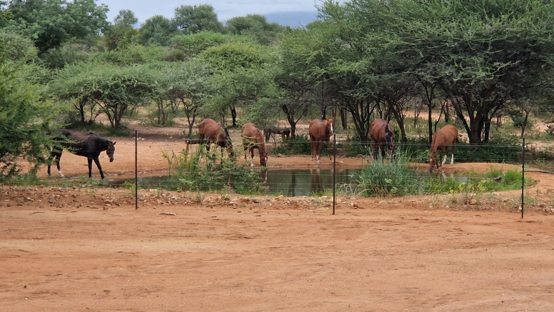 1 Hour Horseback Trail Safari Hoedspruit image 5