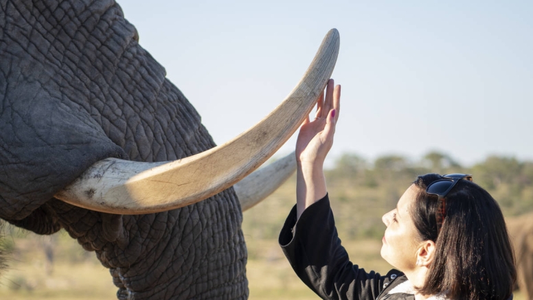 Elephant Moments at Jabulani Safari image 3