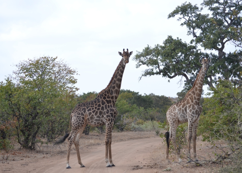 LION SAFARI PACKAGE 3D/2N image 8