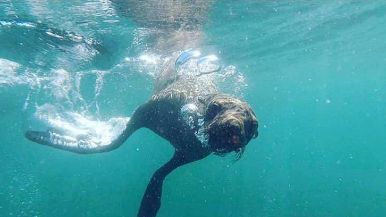 Seal Snorkeling with Cape Town Bucket List image 2