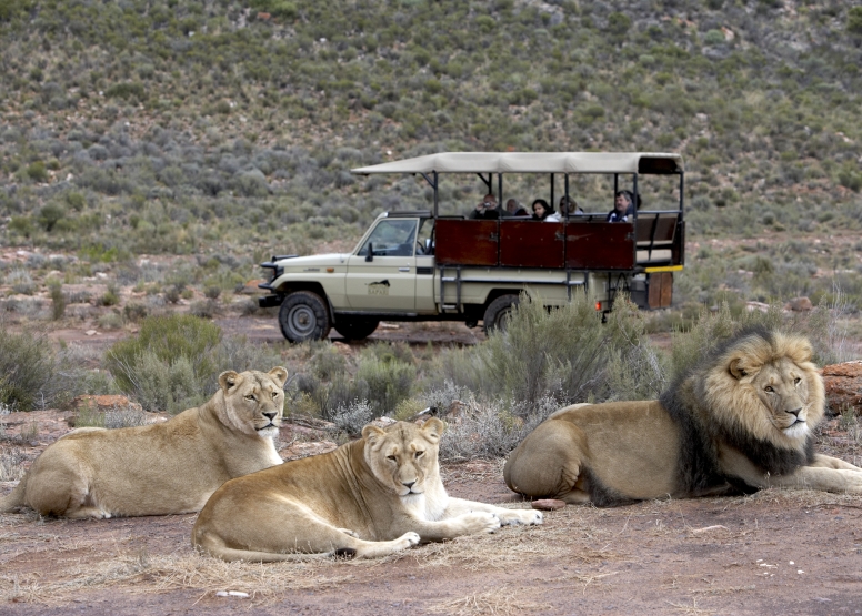 Afternoon Safari (Excluding Transfer) image 1