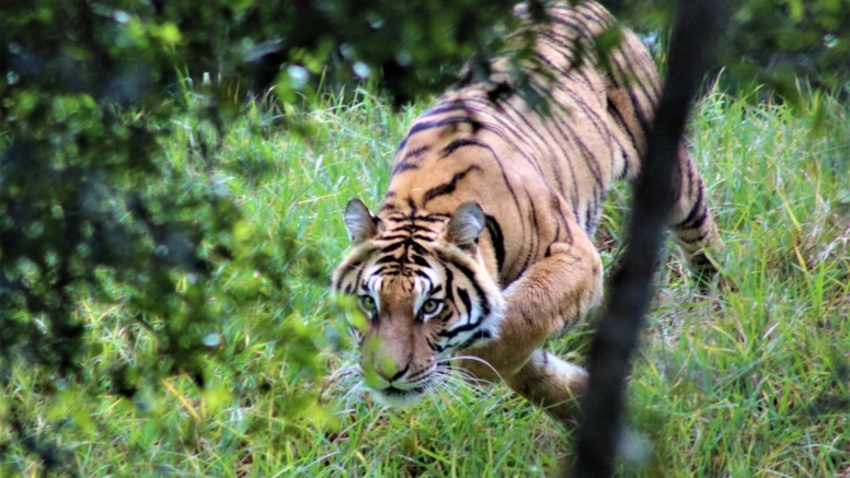 Monkeyland and Jukani Wildlife Sanctuary image 5